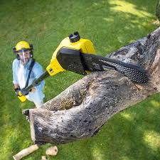 Professional Tree Services in Palmetto Estates, FL