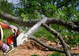 How Our Tree Care Process Works  in  Palmetto Estates, FL