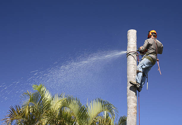 Seasonal Cleanup (Spring/Fall) in Palmetto Estates, FL